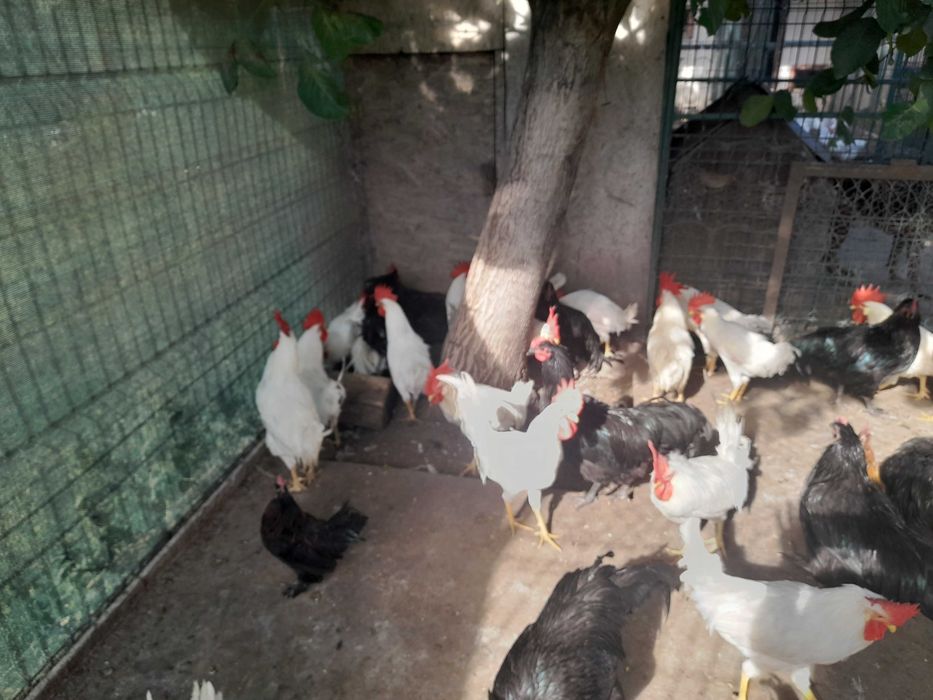 Vand cocosi leghorn si australorp 2025