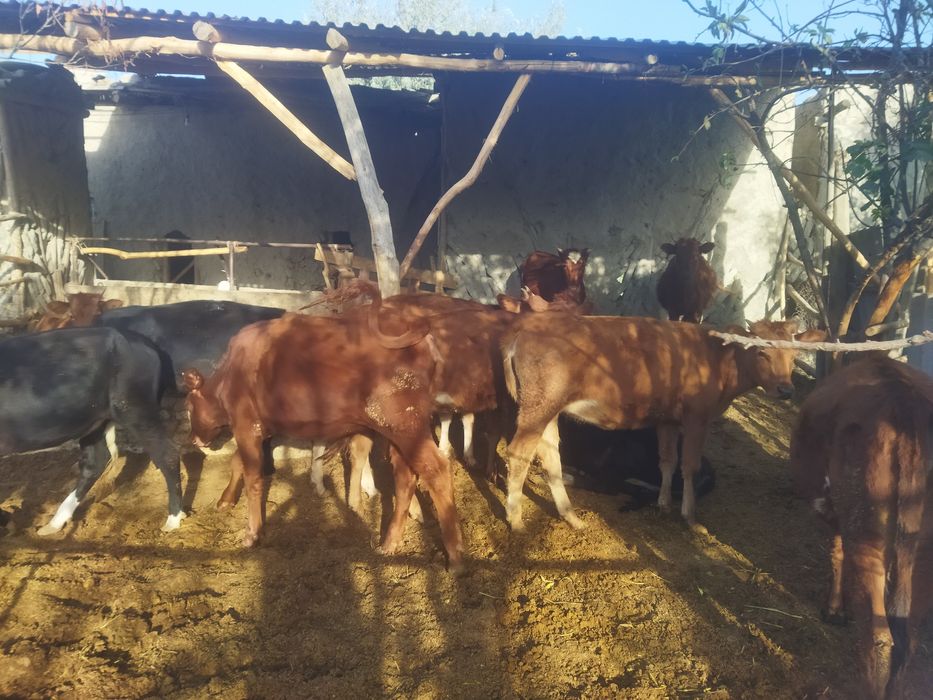 Gunojincala zoridan kafolati bn