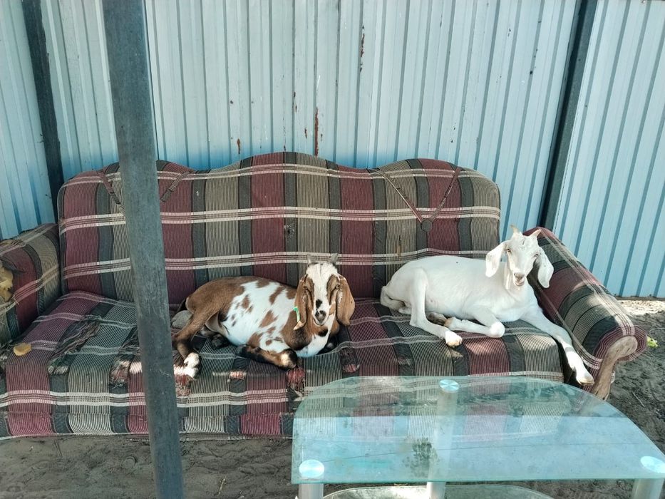 Лақ пен теке сатамын