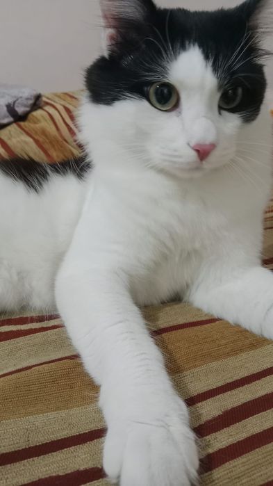 Бесплатно отдам кота в хорошие руки