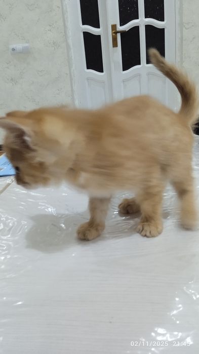 Mushuk aqilli o'ğil mushuk