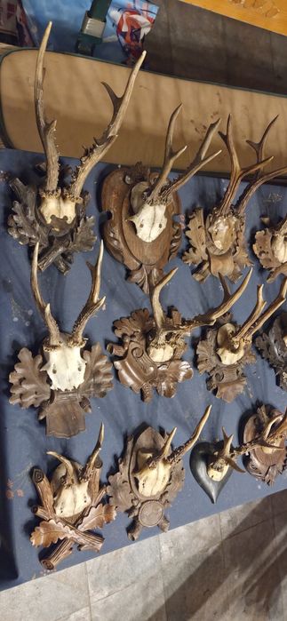 Vand trofee de cerb lopatar,carpatin,caprior,capra neagra. Vezi 8 poze