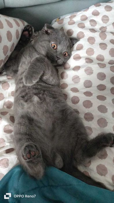 Породистый британский кот посетит кошечку на вязку