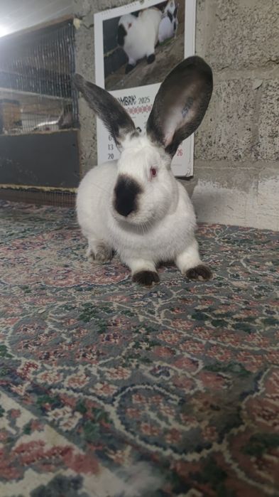 Uriaș de Transilvania