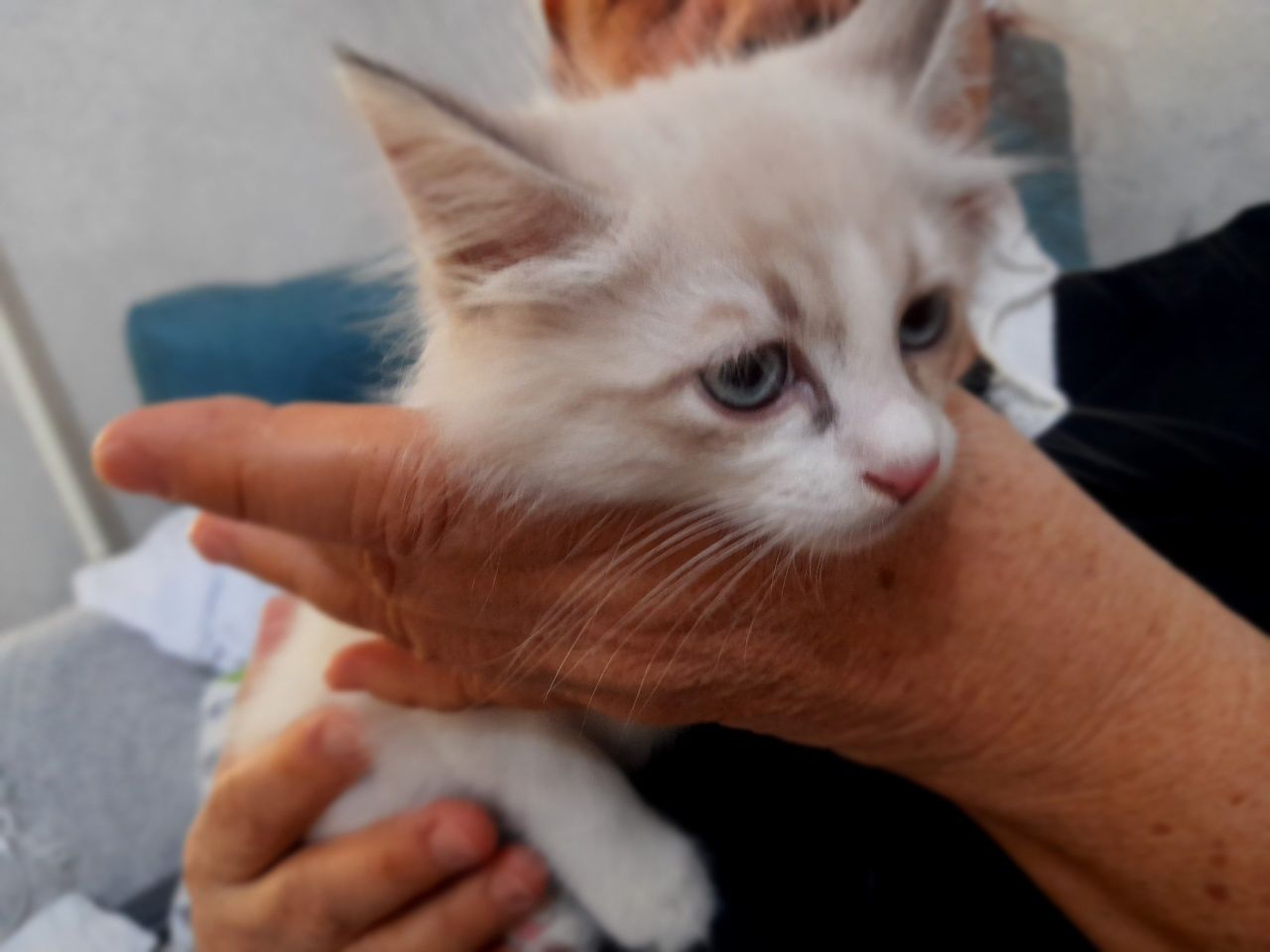 Котенок отдам хороший руки