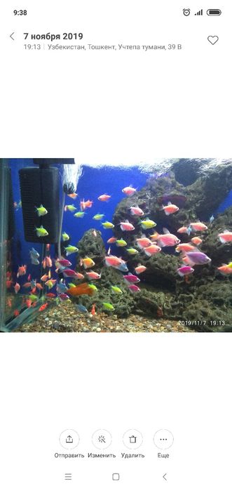 Продам Гло Фиш тернецыя и барбусы