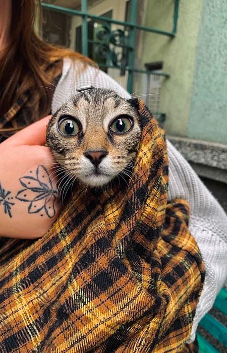 Подаряваме женско коте