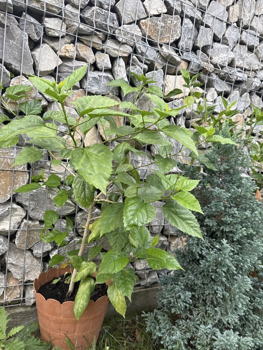 Flori la ghiveci ( trandafiri japonezi /leandri )