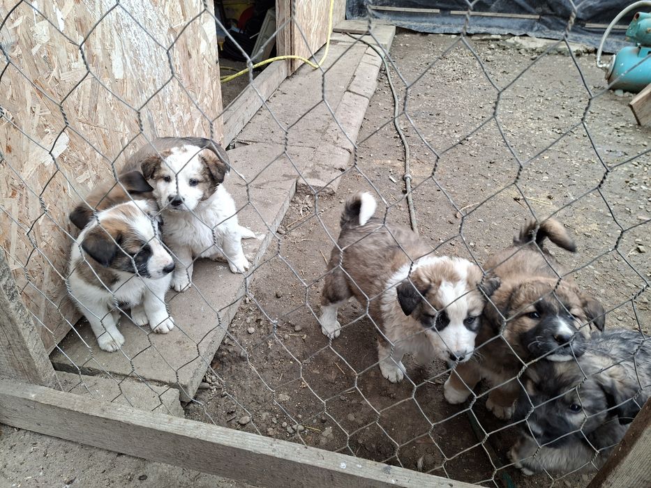 Donez Căței,  rasa ciobanesc