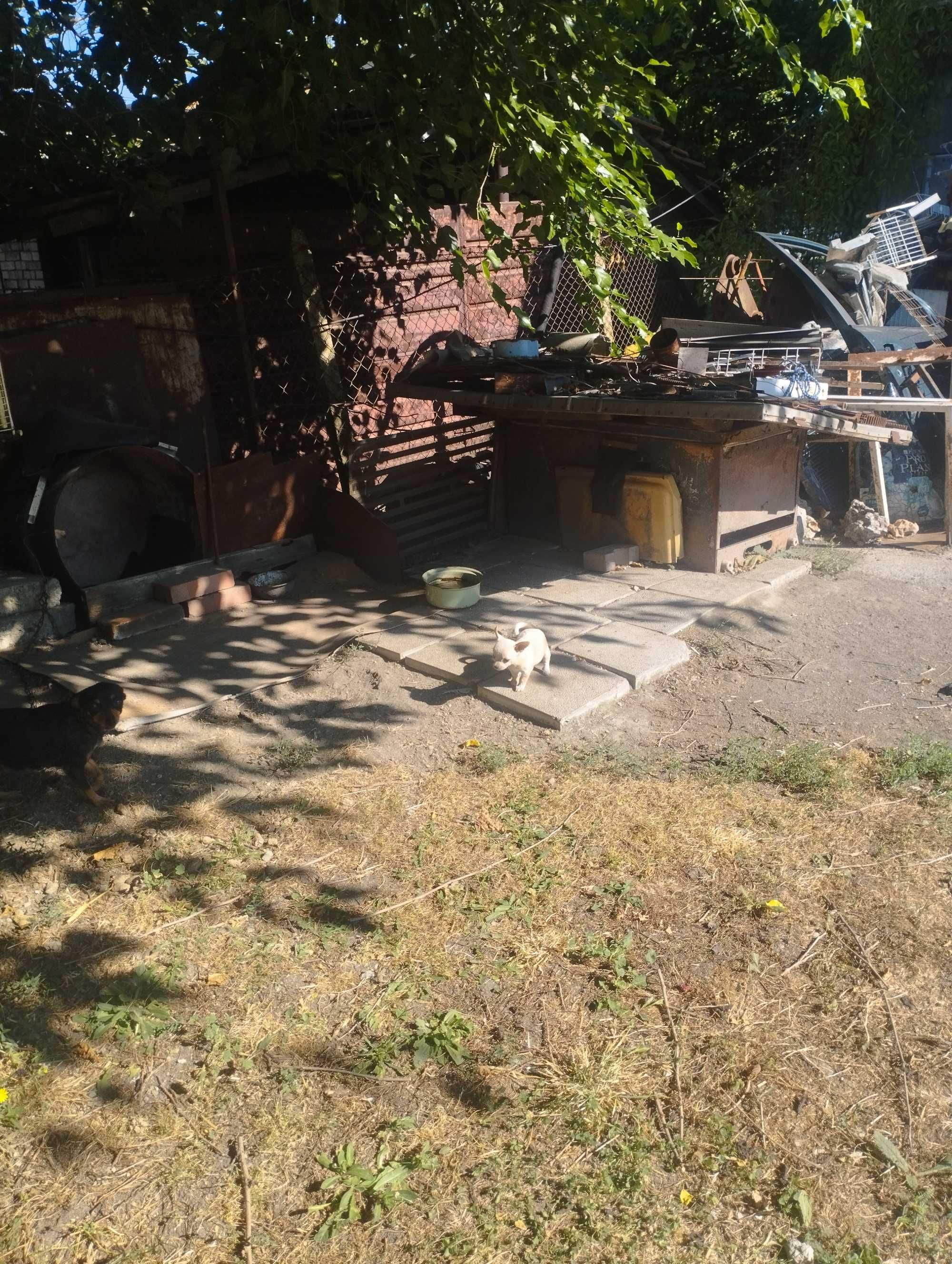 Продавам две мъжки кученца чихопинчер