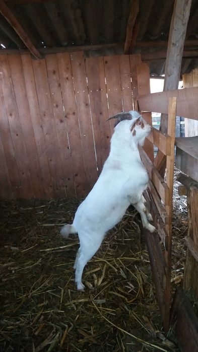 Tap Boer si tapisor metis