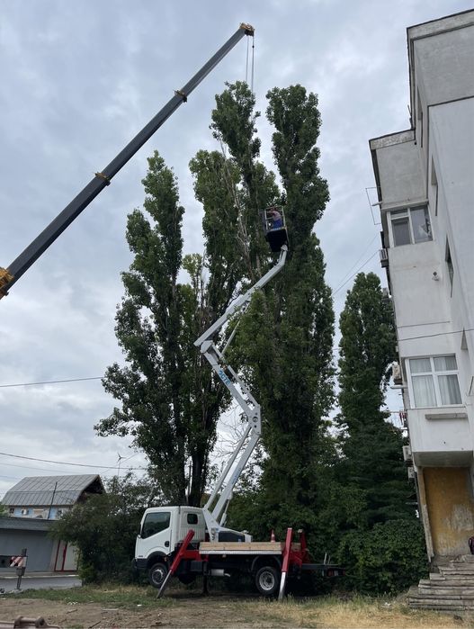 Taieri/toaletari/doborari arbori de orice dimensiuni