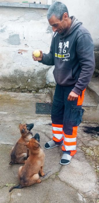 Продавам женска Малиноа (белгийска овчарка) на 2 месеца и половина