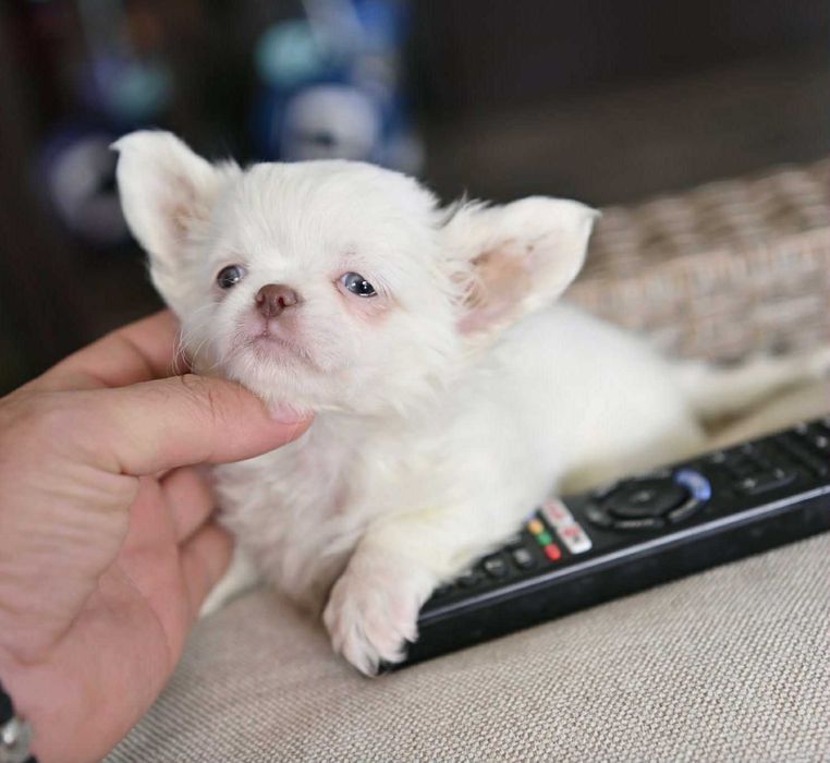 Мъжко дългокосместо мини чихуахуа