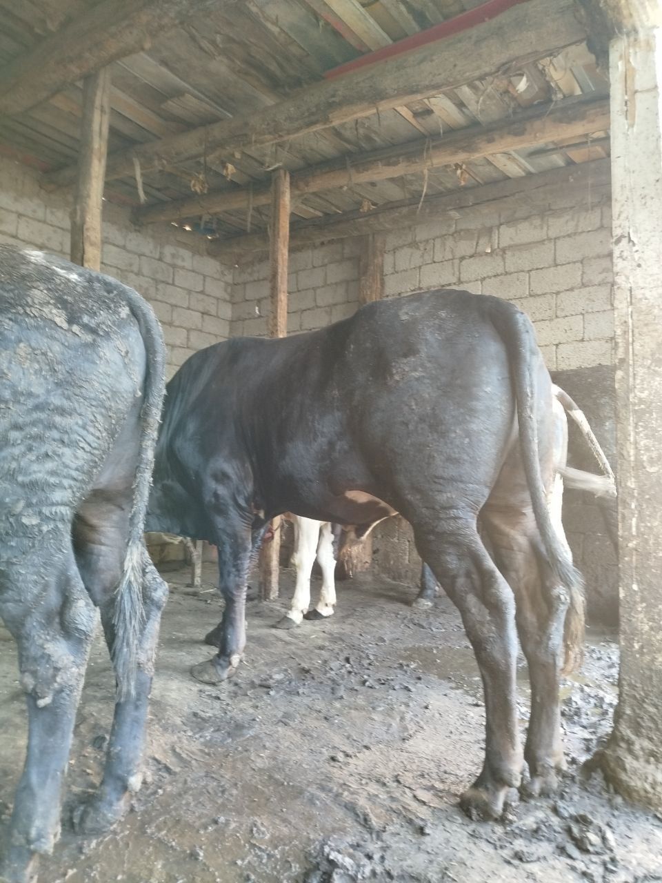 Buqalar sotiladi