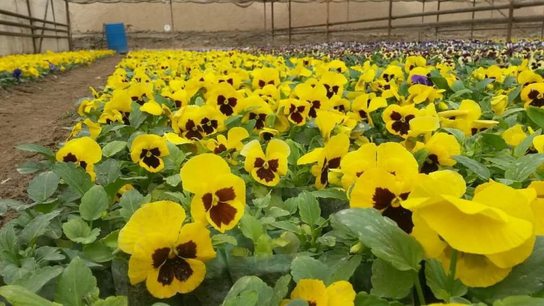 Kuz mavsumi uchun Viola gullari sotuvga tayyor  продаж гатова  виола