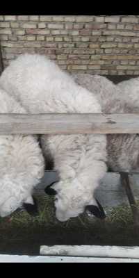 Катта Кучкорлар,Породистые Бараны, Sheep Ram for sale