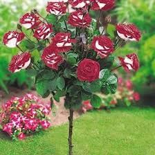 Trandafir Pomișor (Diferite Culori )