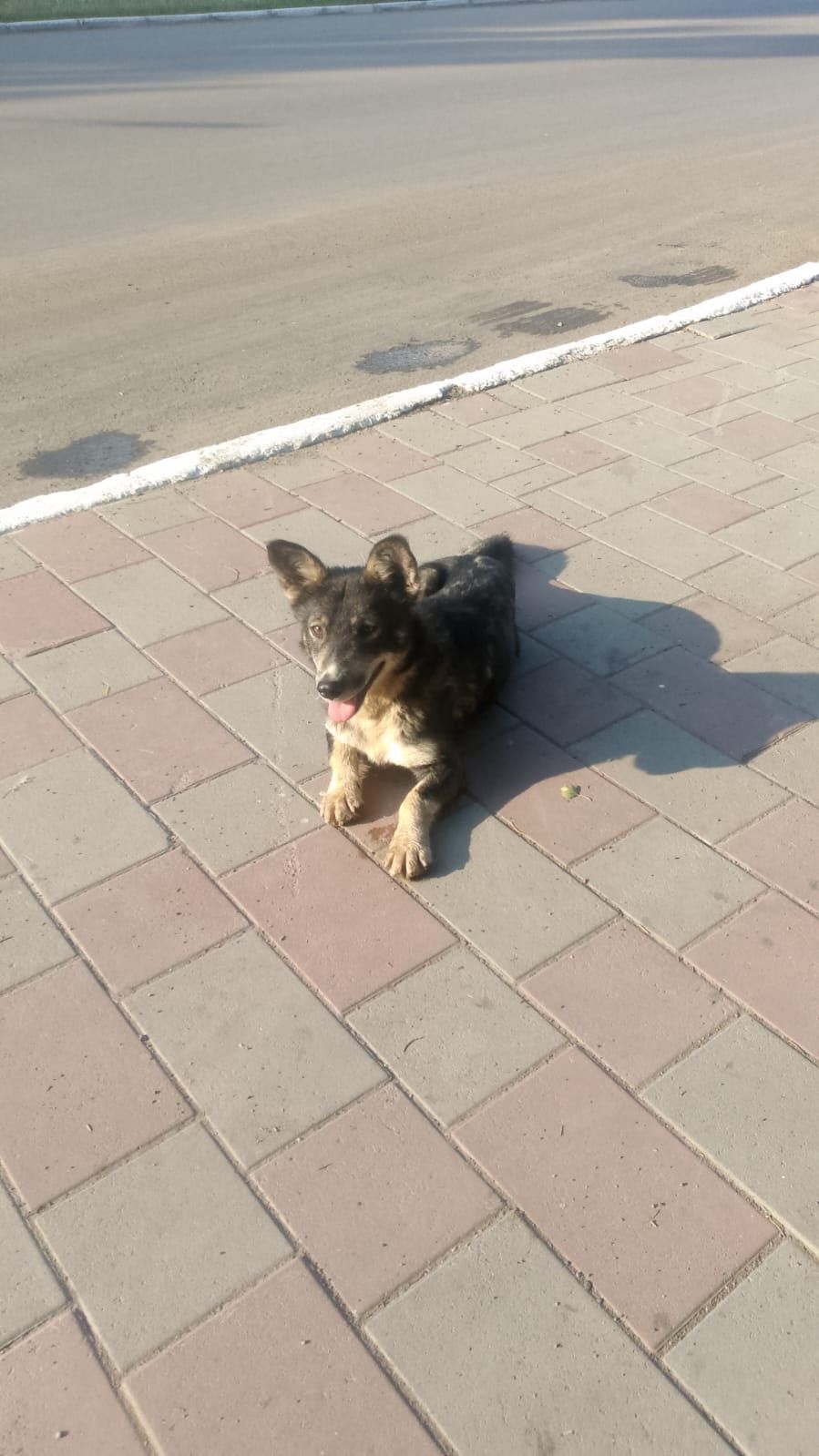 Помесь с корги. Он просто хочет быть рядом…