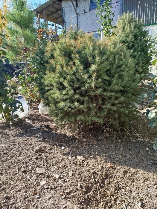 Продается живая ель