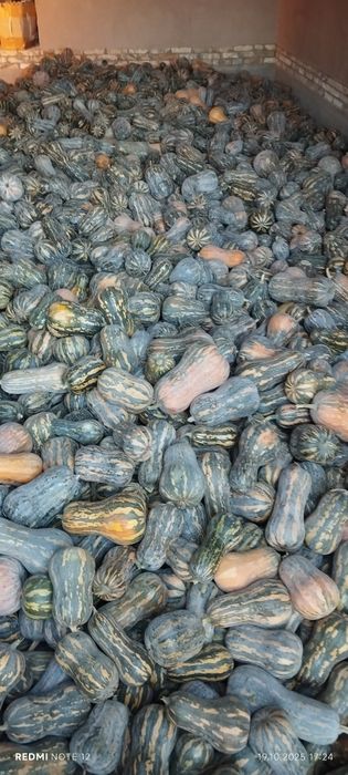 Қавоқ сотилади ,