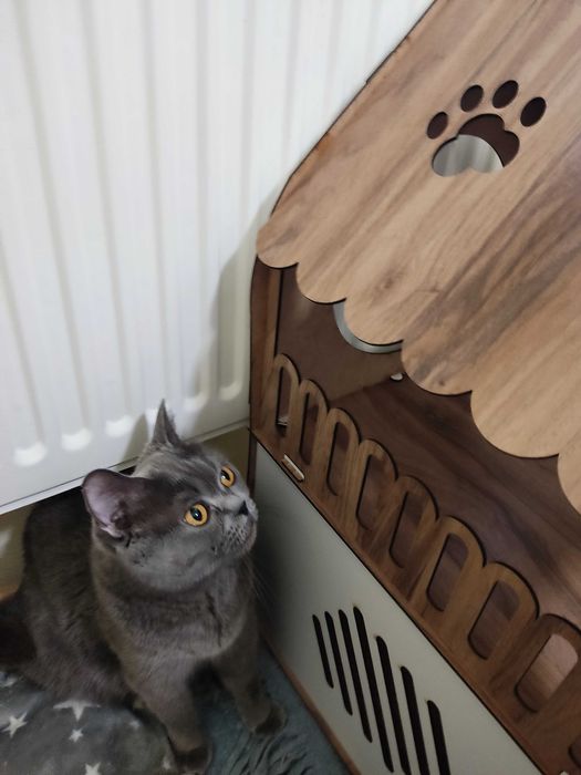 Британски котенца