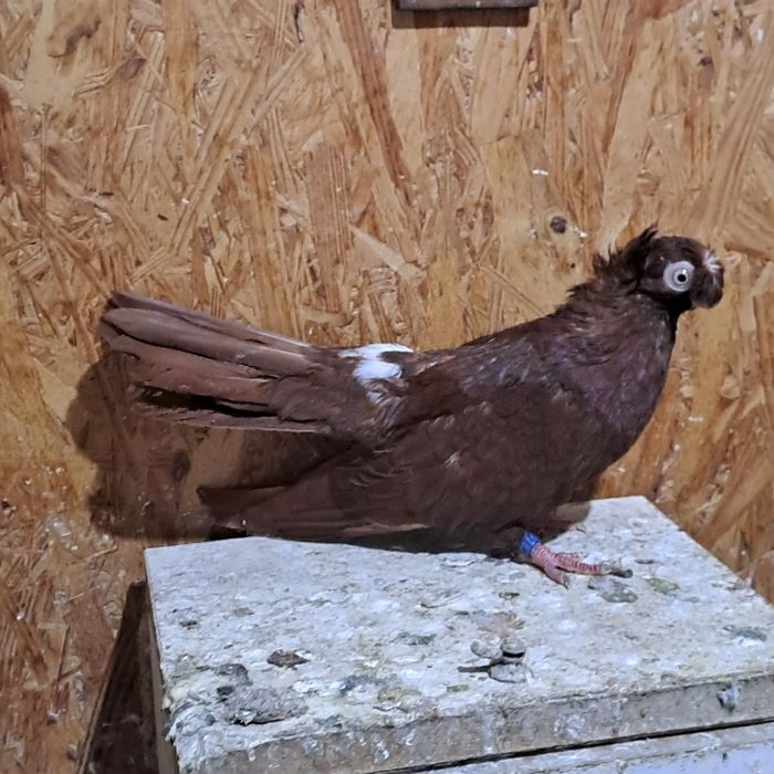 Porumbei jucători de călărași