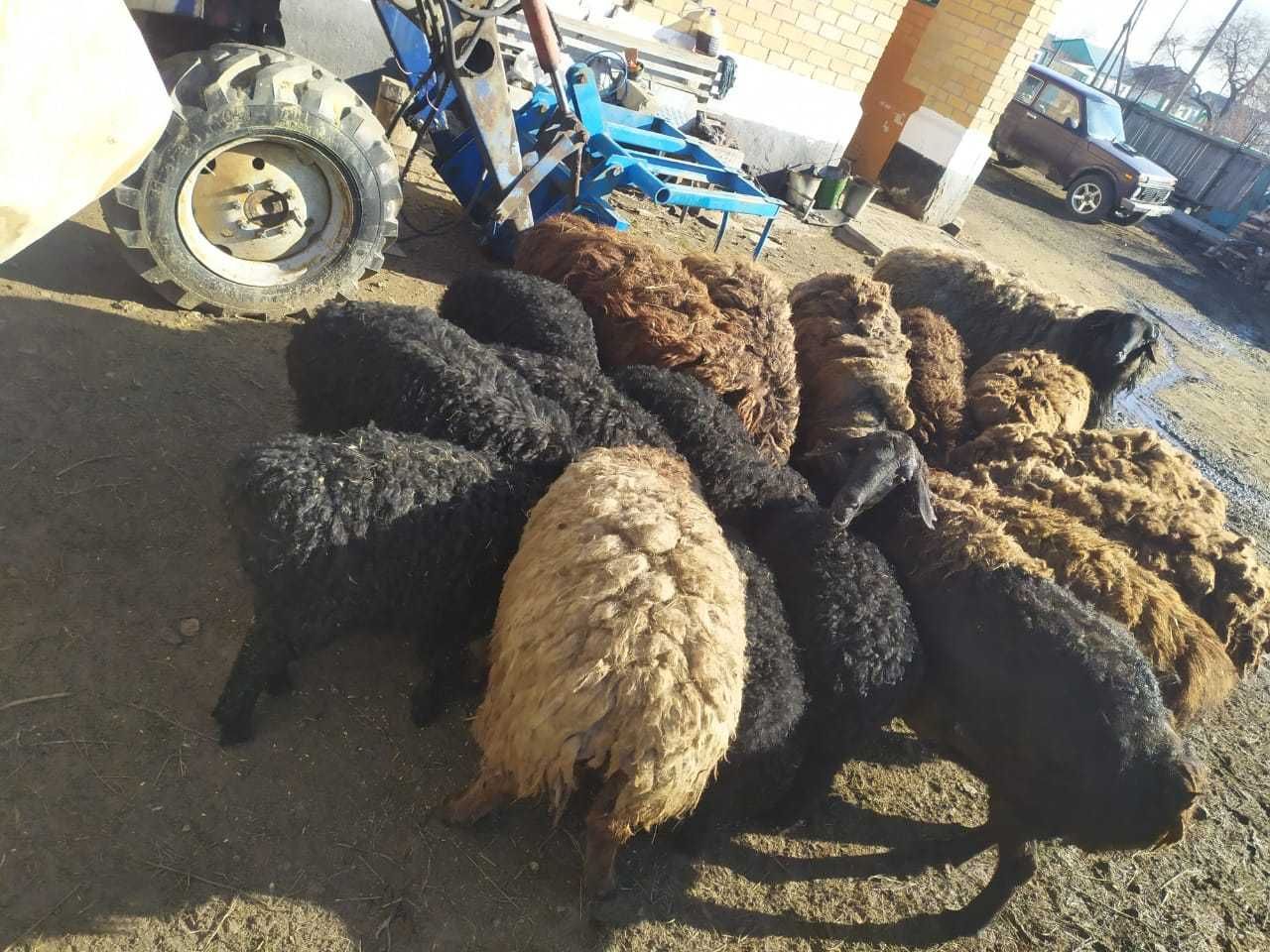 овцы бараны гиссары