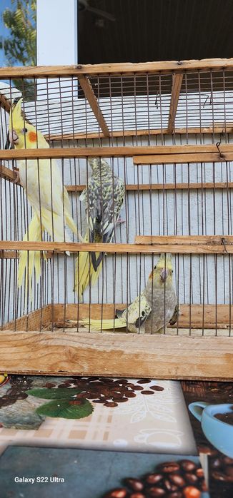 5 ойлик карелалар 140 000