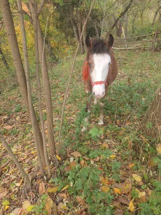 De vânzare cal castrat  și mânză