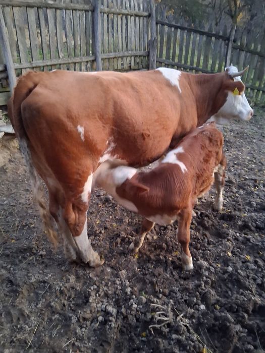 Vând vacă cu vițel