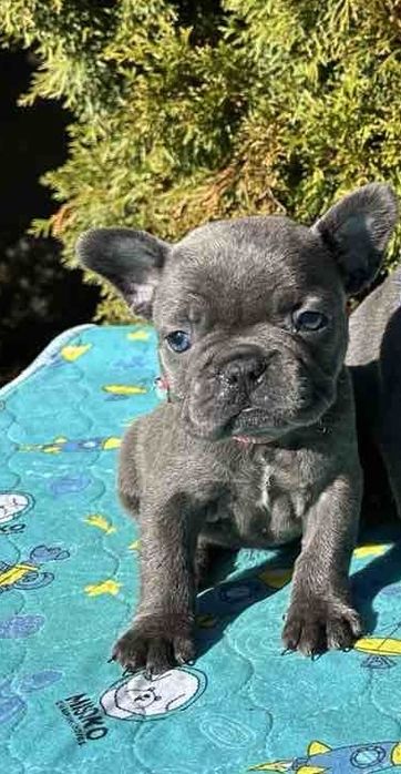 Френски Булдог French Bulldog Blue