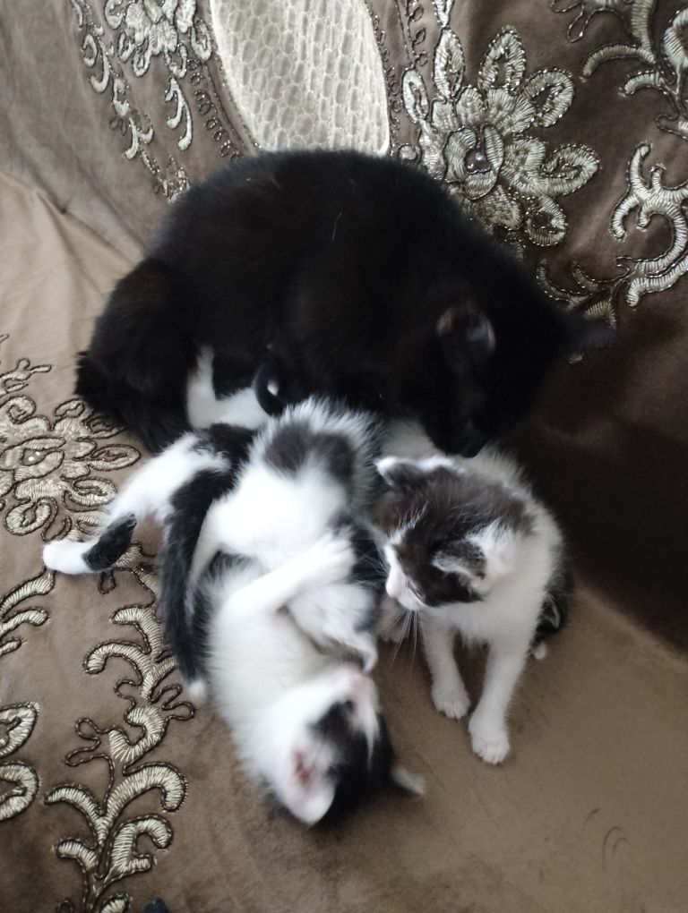 Котята ищут дом и добрых друзей