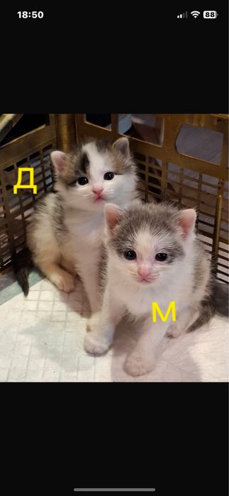 Котята бесплатно