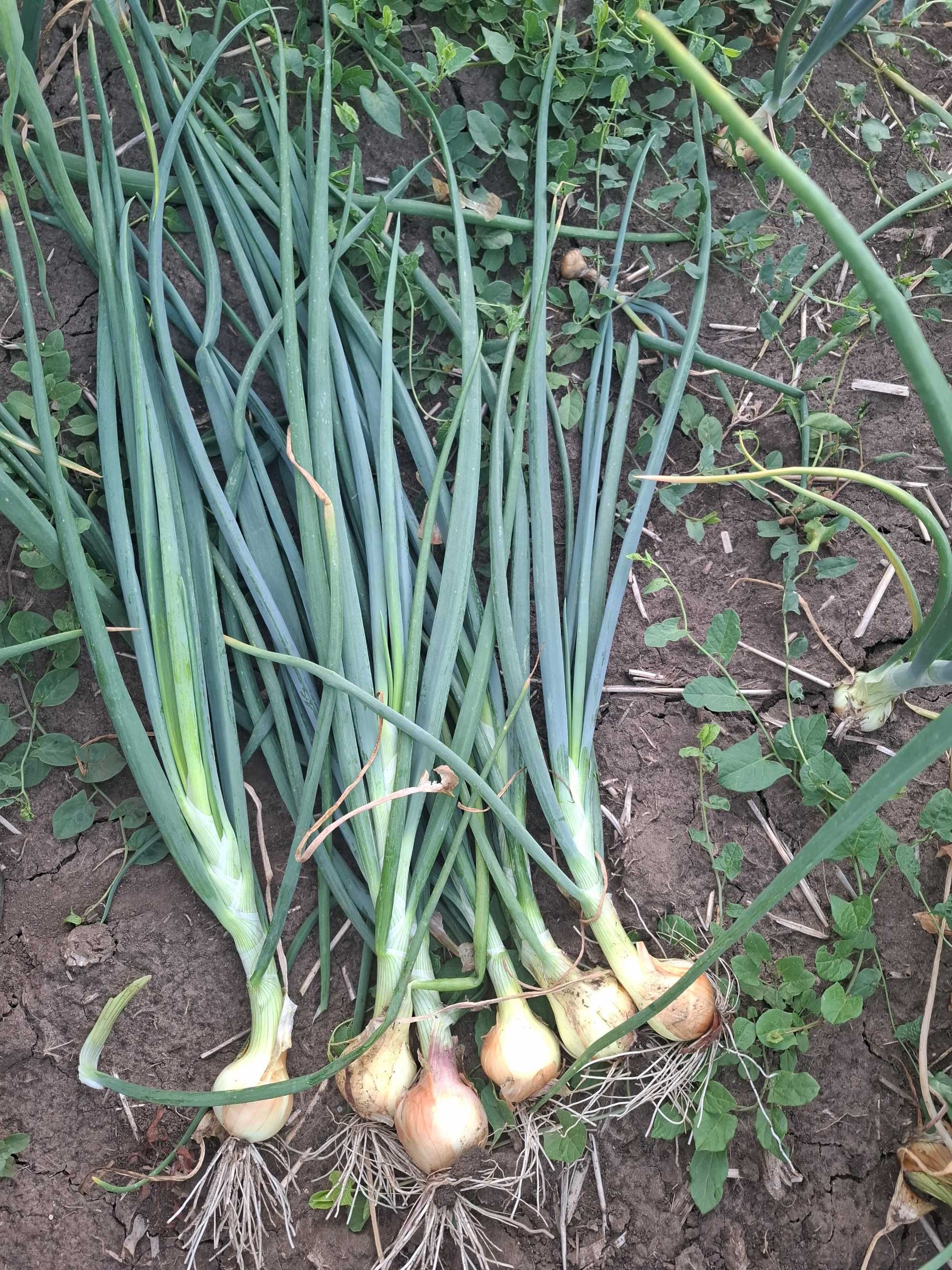 Vand ceapa verde cu bulb