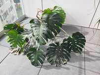 Flori de interior