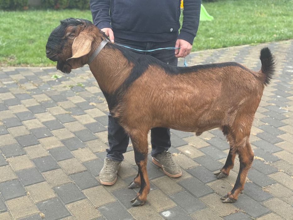 Tap anglonubian de 1 an si 3 luni