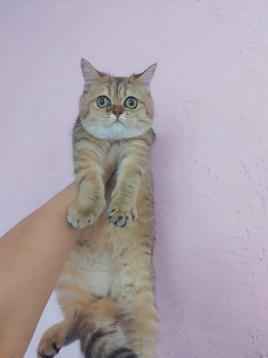 Кошечка шиншилла золотая