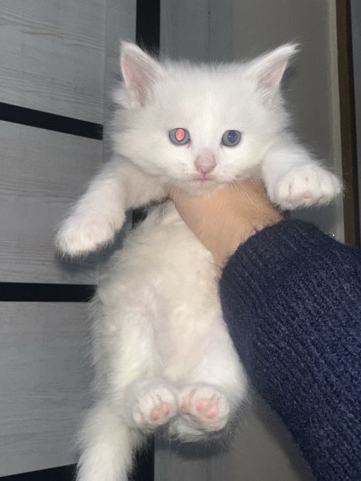 Продаю домашних котят