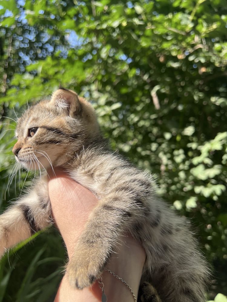 котик породистый