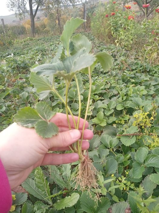 Stolon căpșuni Albion sau Clary