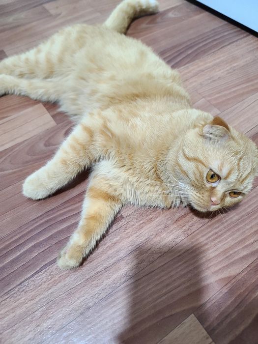 Вязкага скотиш фолд мушук