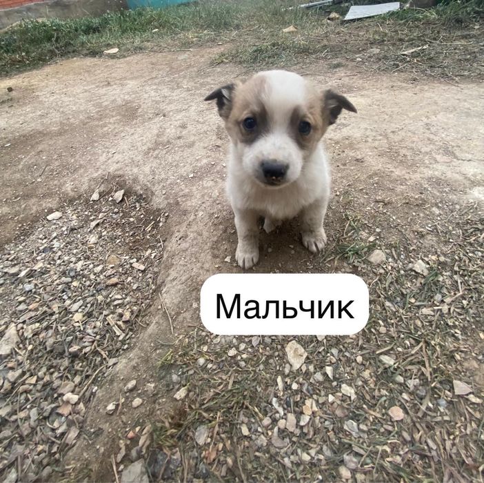 Щенки даром