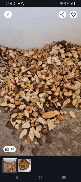 Котган нон хар куни 50 кг лик копда