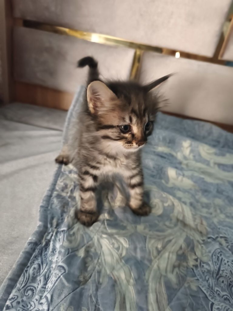 домашние чистые котята дата. 0707