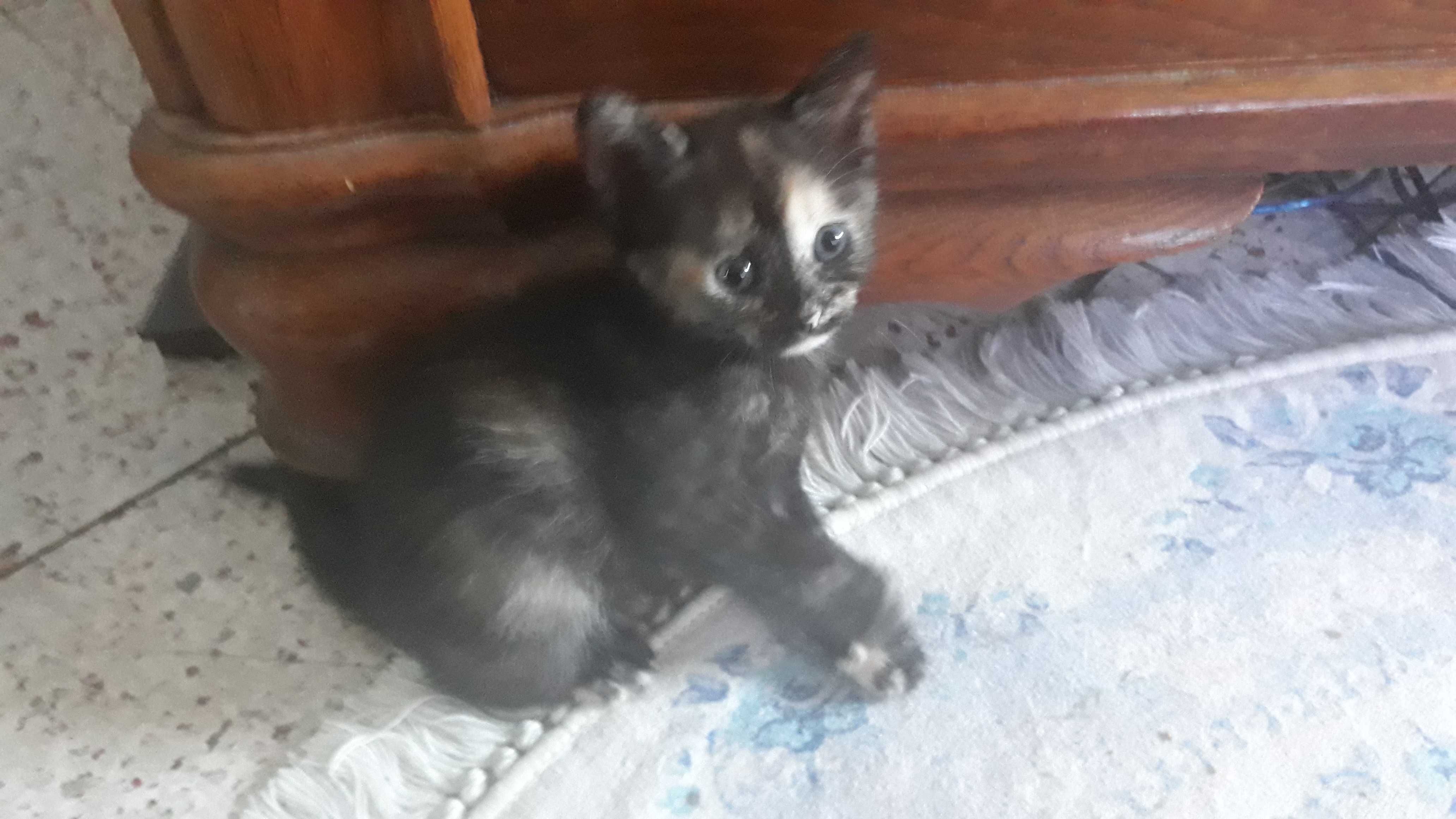 Котенца си търсят дом