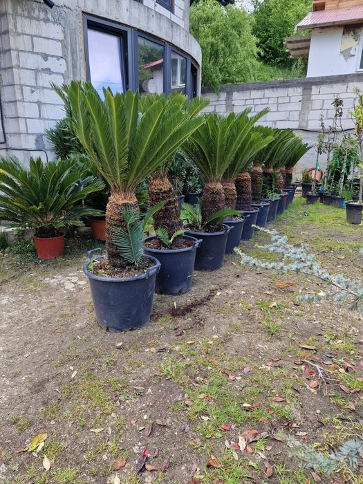 Palmierii rezistenți la îngheț toate dimensiunile