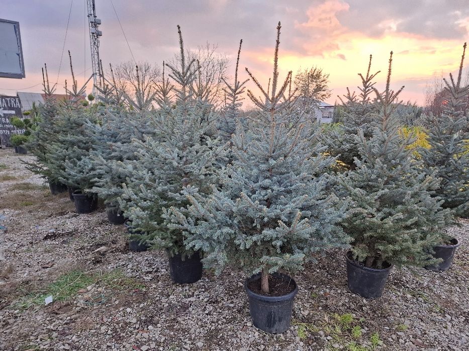 Brazi  și leilandi  Potigrafu Prahova