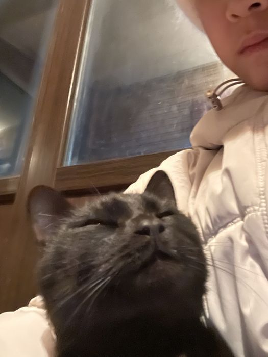 Кот к лотку приучен 1,8годиков