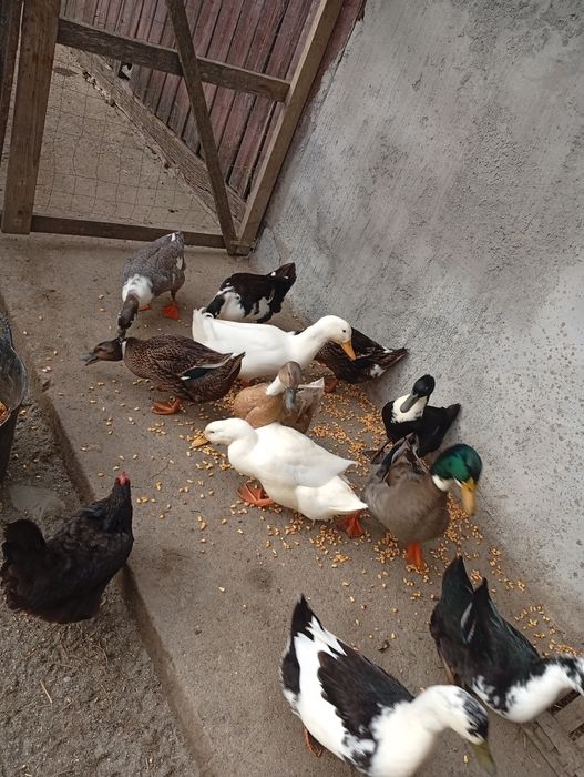 Vand 5 rate și un rățoi, 100 de lei bucata sau schimb cu puicuțe!